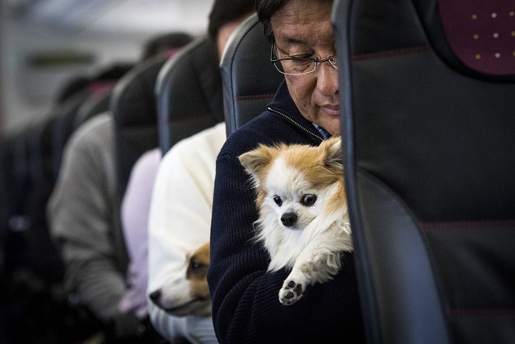 Dogs and their owners allowed to sit together on flight