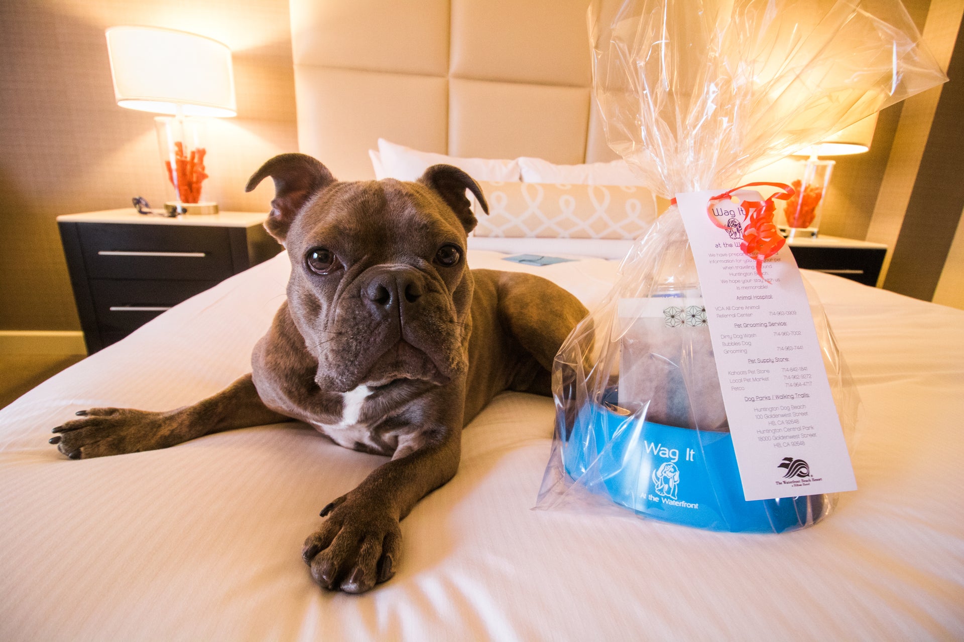 Delta Bans Emotional Support Animals on LongHaul Flights The Points Guy