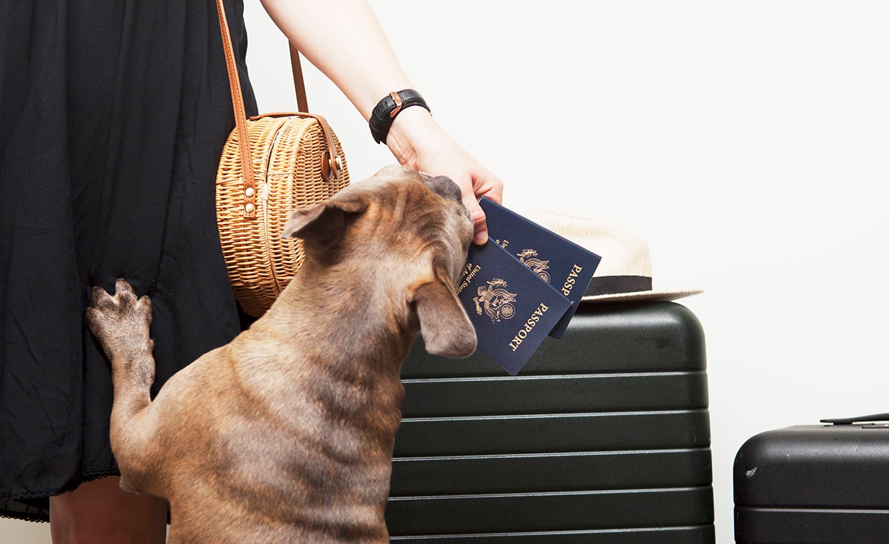 Points Pup eating passport
