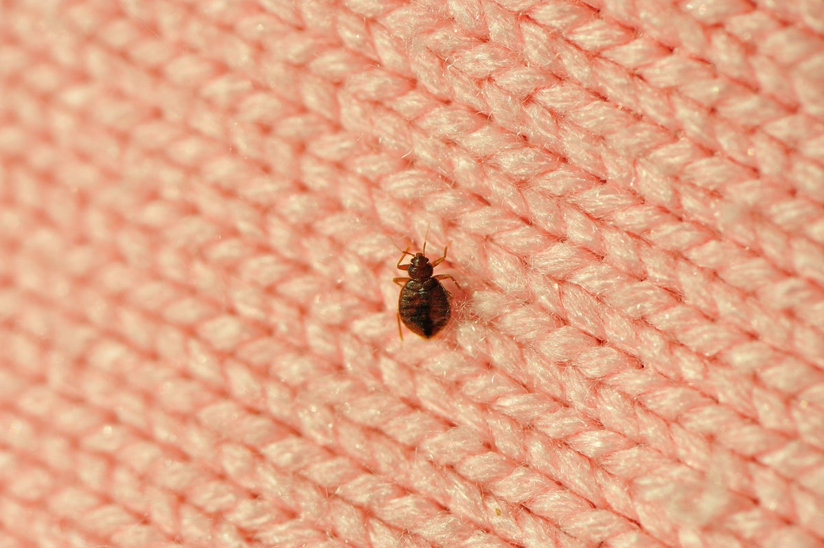 How we caught bedbugs traveling and the nightmare that followed