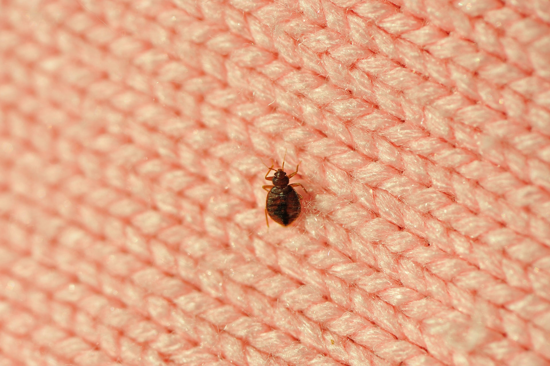 How we caught bedbugs traveling and the nightmare that followed