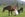 Girls with horses at Vista Verde Ranch in Colorado