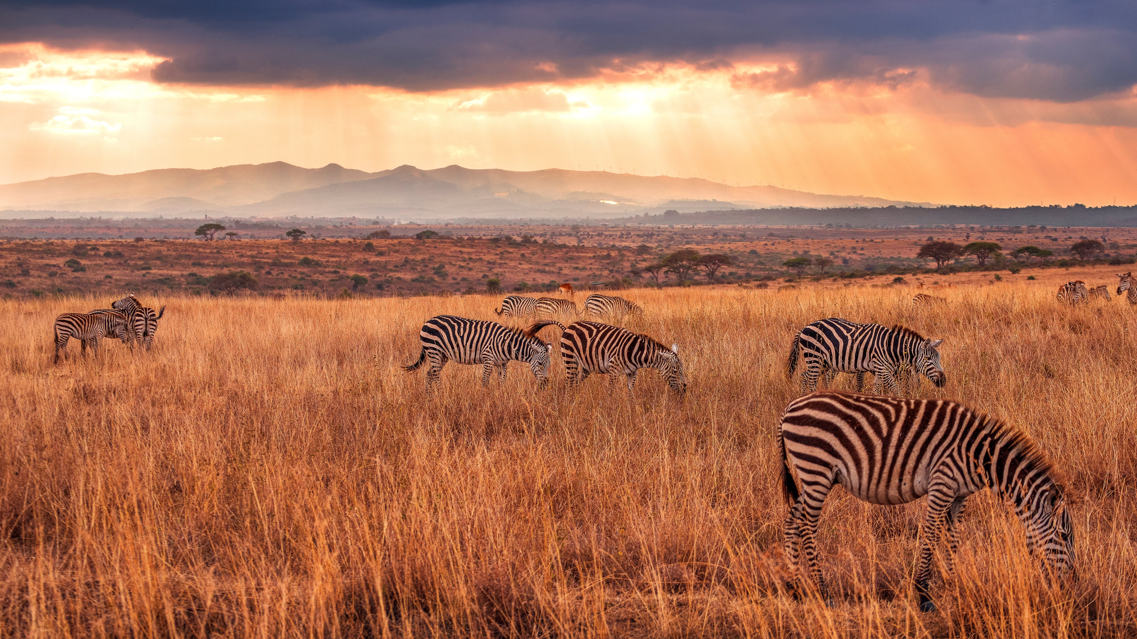 Scenic View Of Zebras Grazing In Field Against Sky During Sunset