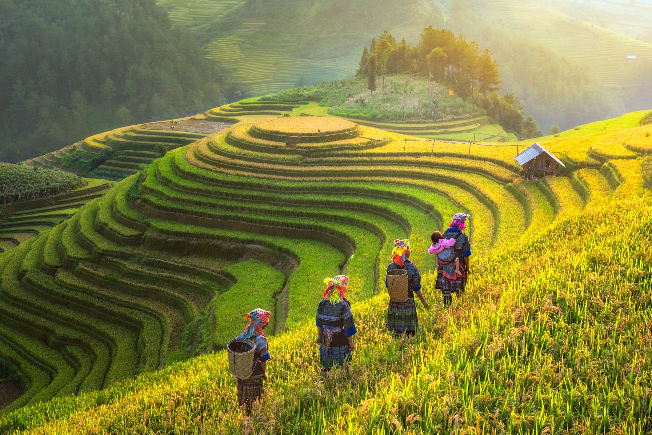 Farmer in rice terrace Vietnam come back to home