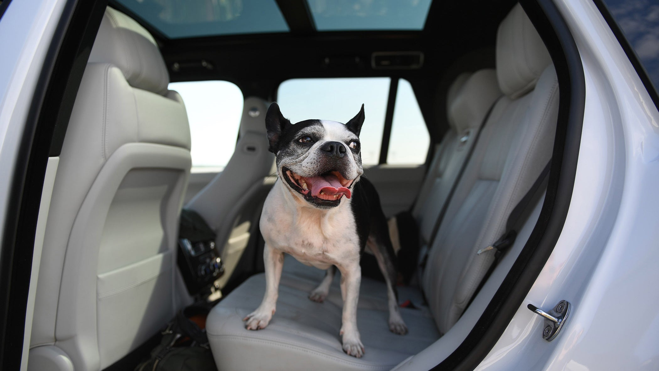 gangster-dog-range-rover-car