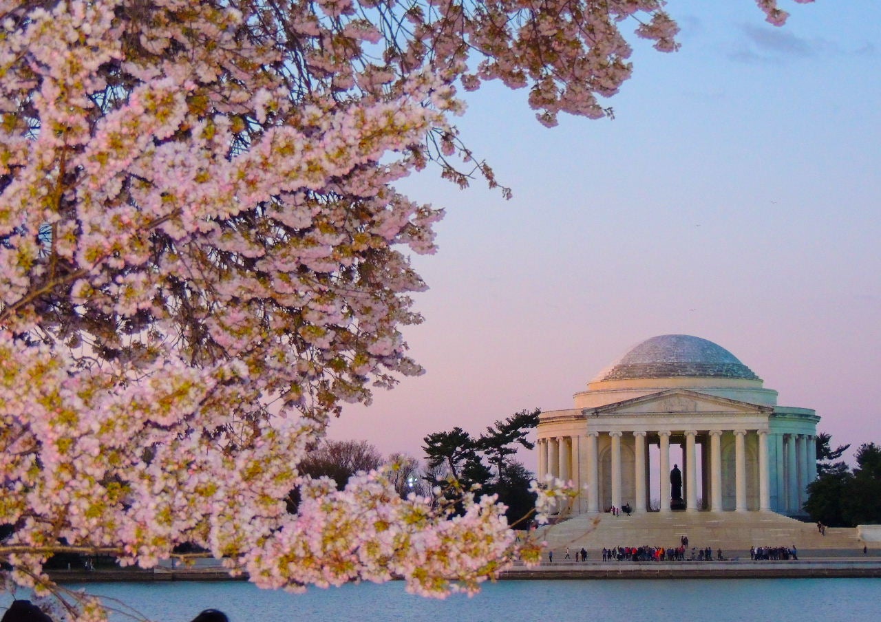 Visiting the Cherry Blossoms in Washington, DC - Momma Wanderlust