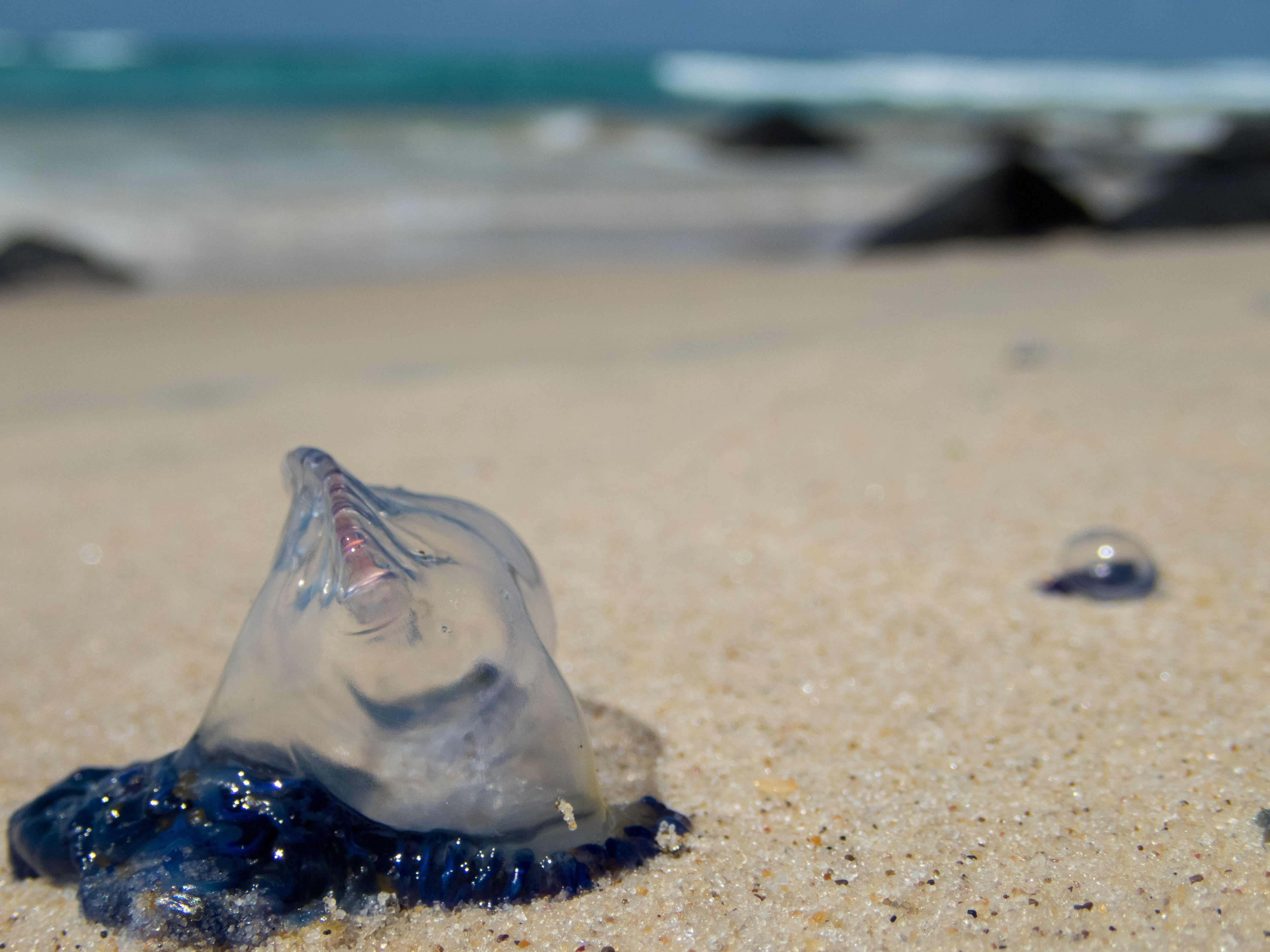 deadly australian jellyfish