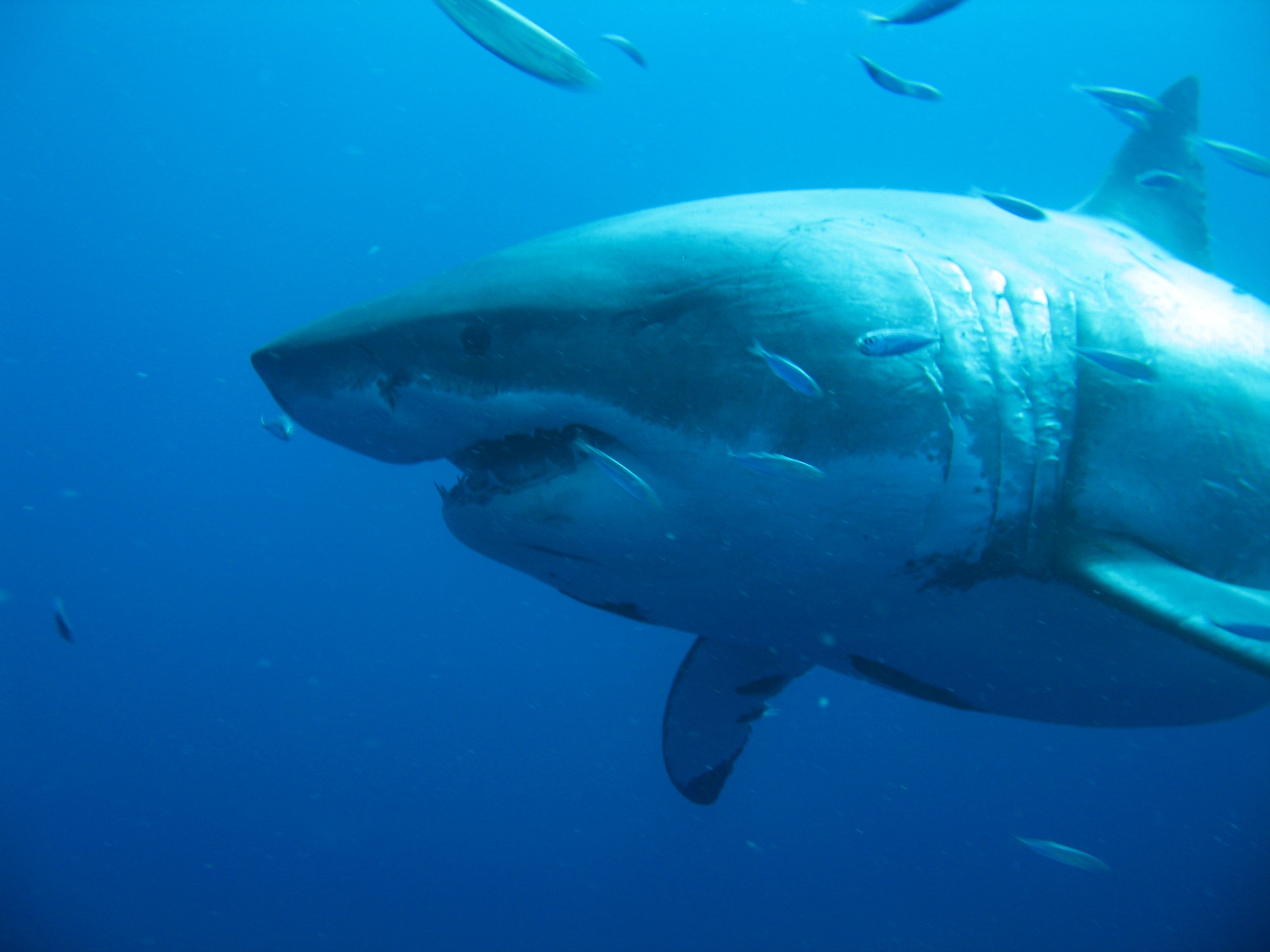 deep blue shark sightings