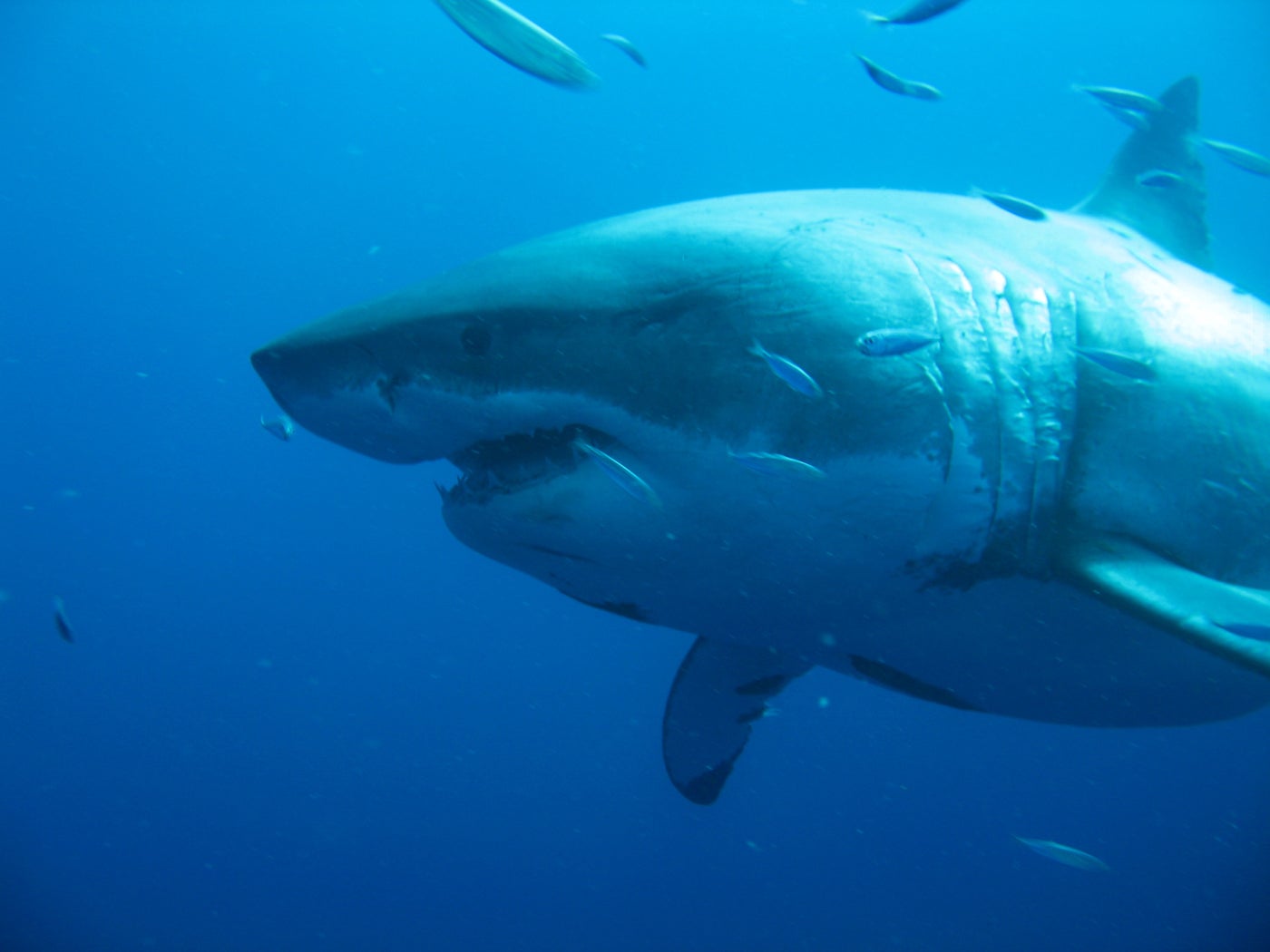 Diver Swims With Legendary Great White Shark Off Hawaiian Coast