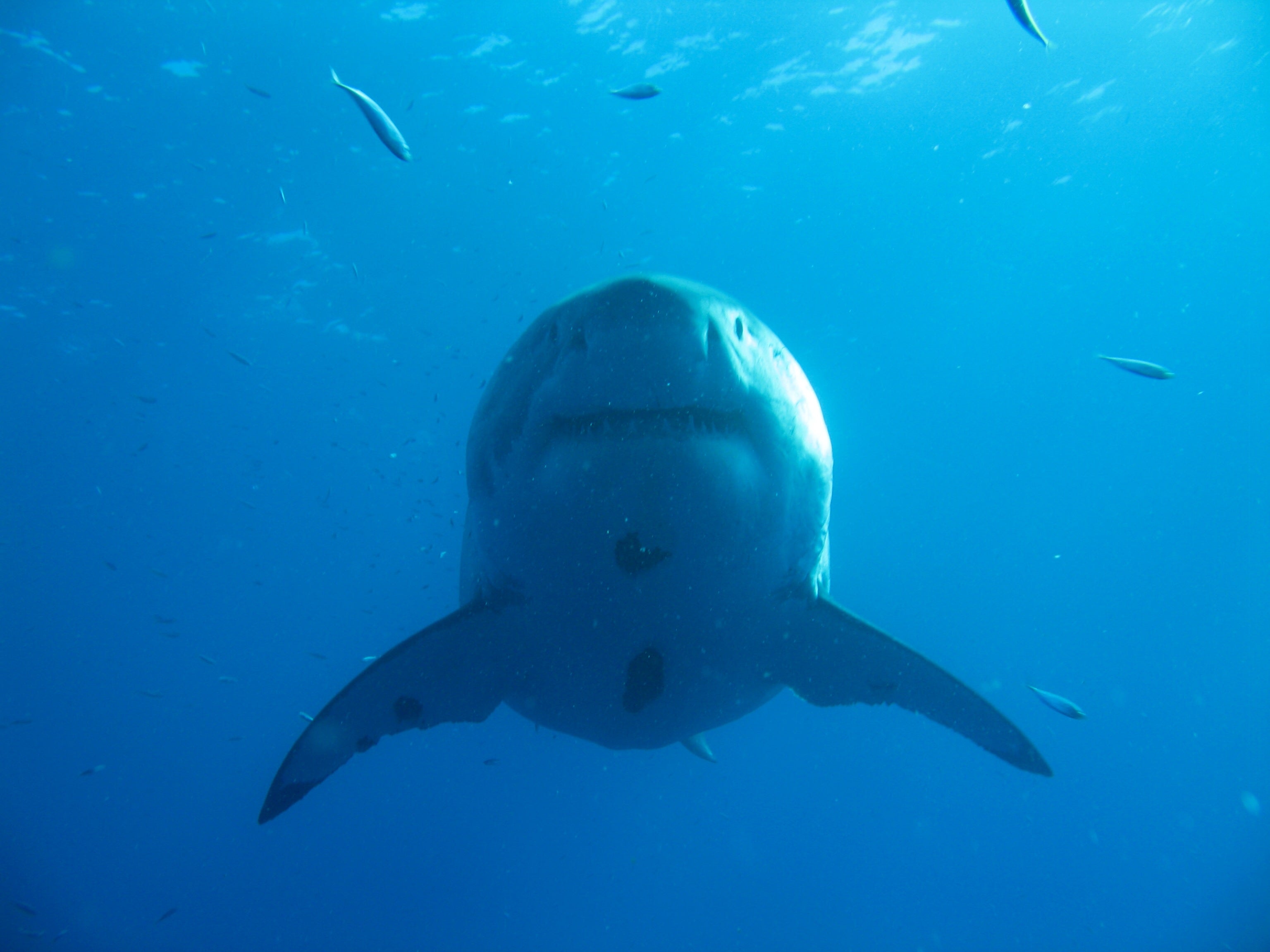 Diver Swims with Legendary Great White Shark Off Hawaiian Coast The
