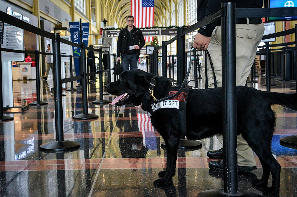 TSA Hiring More BombSniffing Dogs With Floppy Ears