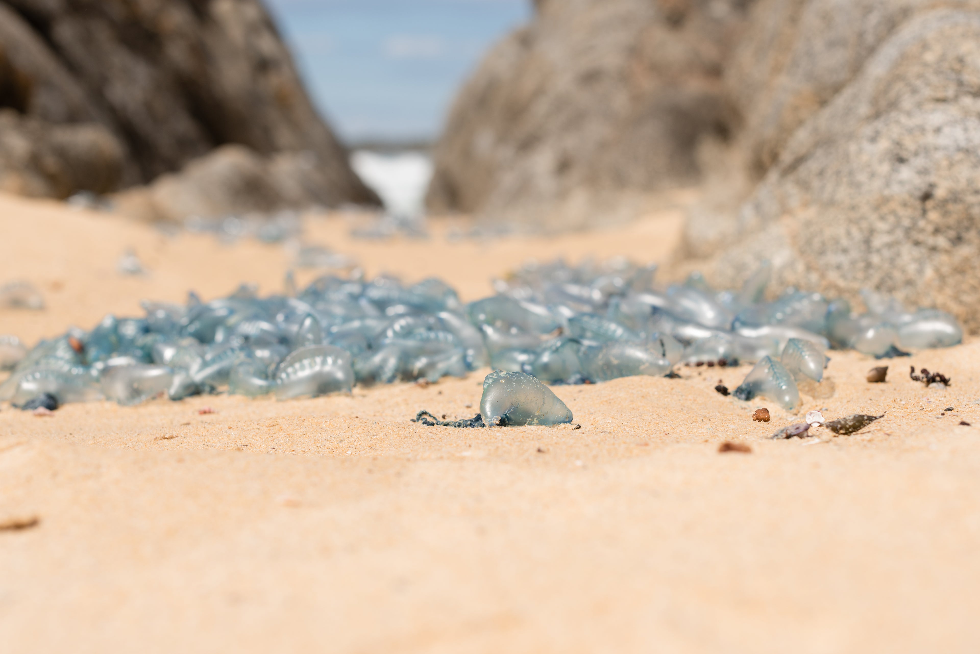 Bluebottles washed up on beach