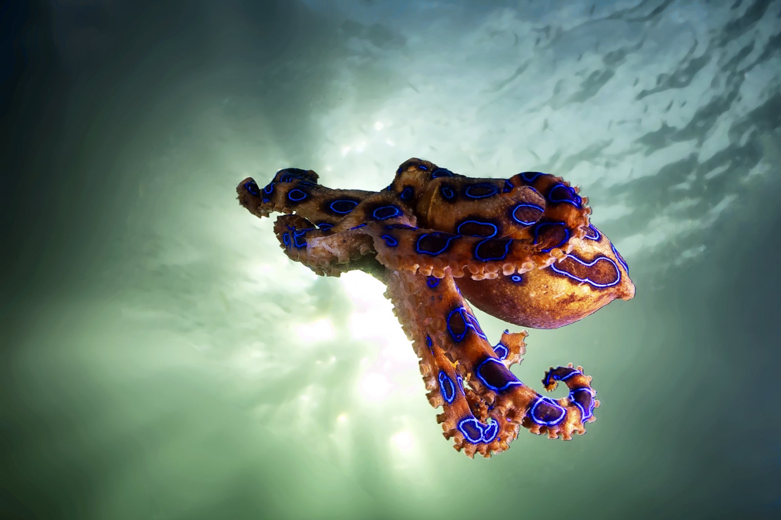 blue ringed octopus_shutterstock-1