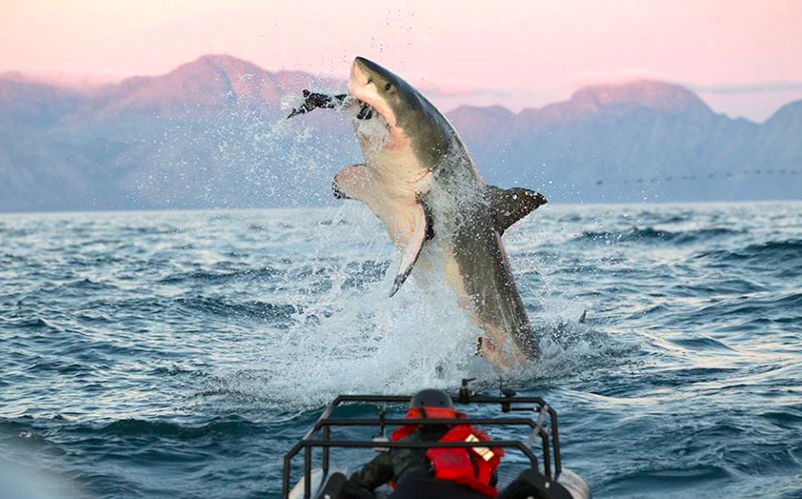 Are sea lions luring great white sharks to San Diego beaches?