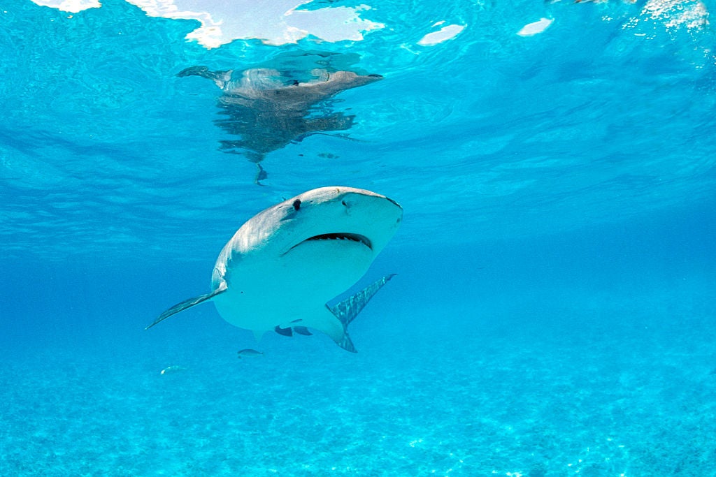 Tiger shark, Galeocerdo cuvieri, Hawaii