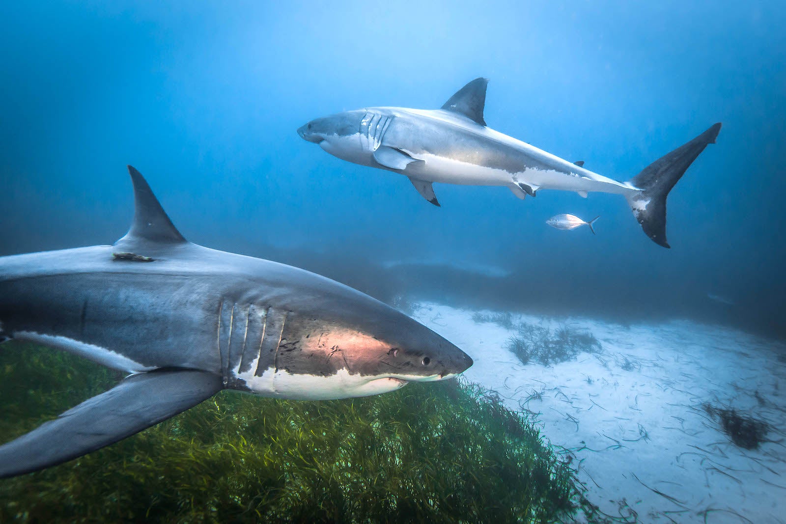 2 great white sharks travel together