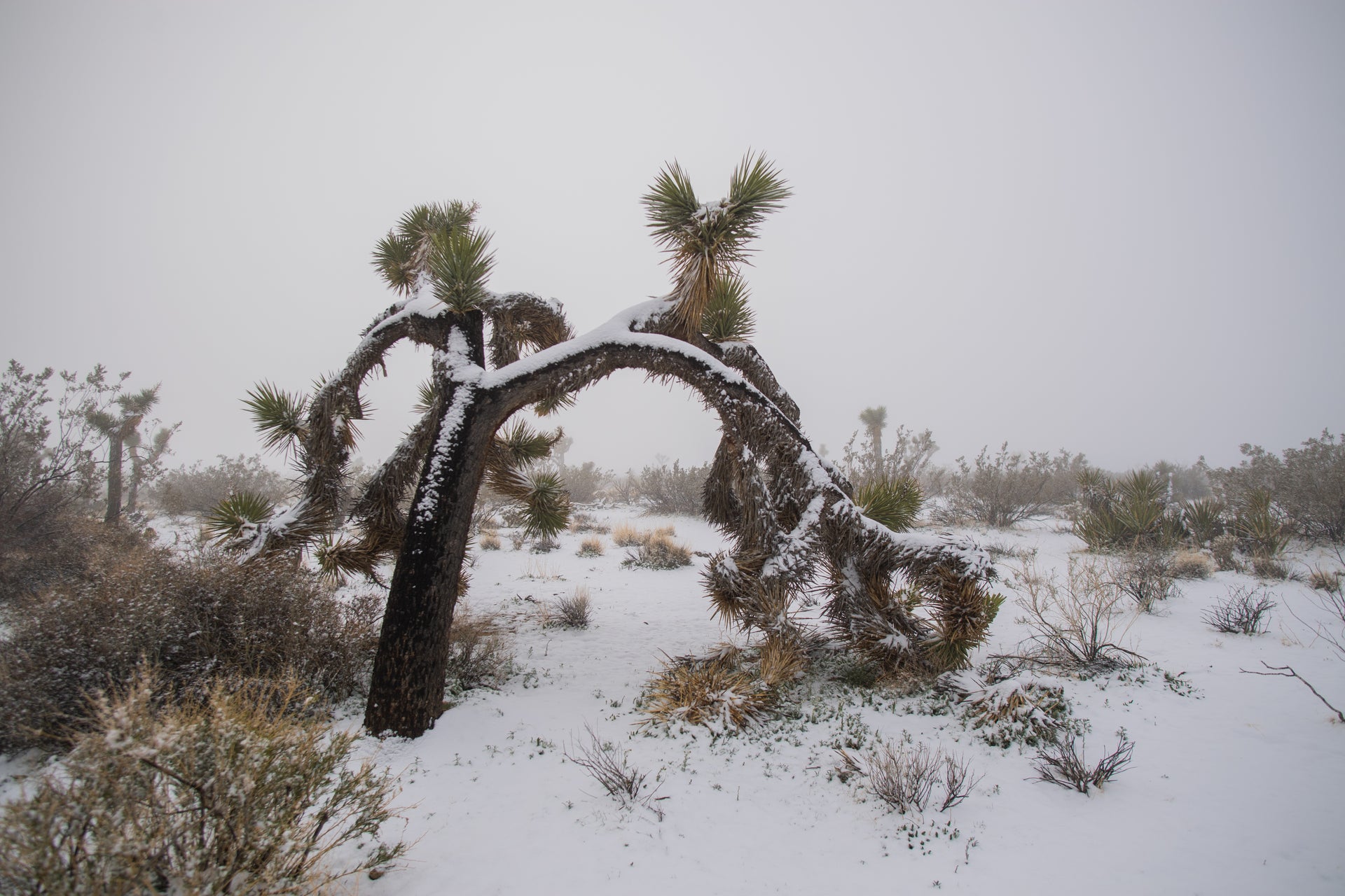 Photos Joshua Tree Is a Winter Wonderland After Rare Snowstorm The