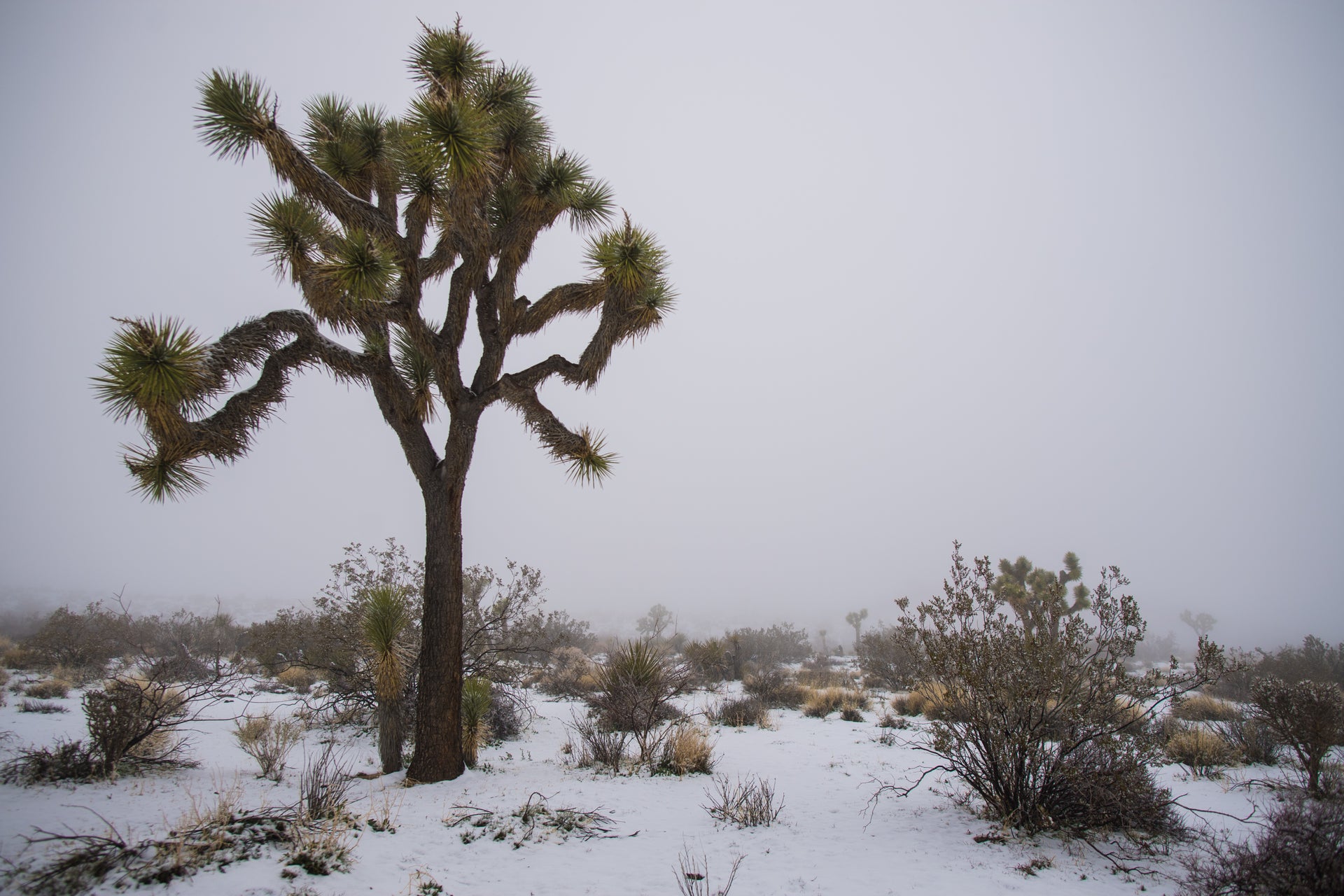 Photos Joshua Tree Is a Winter Wonderland After Rare Snowstorm The