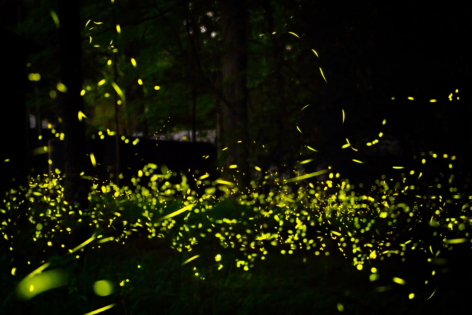 The Lottery to See Fireflies in the Great Smoky Mountains Opens Friday