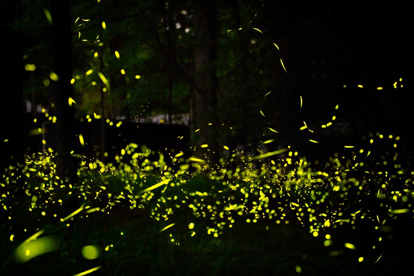 The Lottery To See Fireflies In The Great Smoky Mountains Opens Friday 