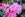 rhododendrons Mendocino
