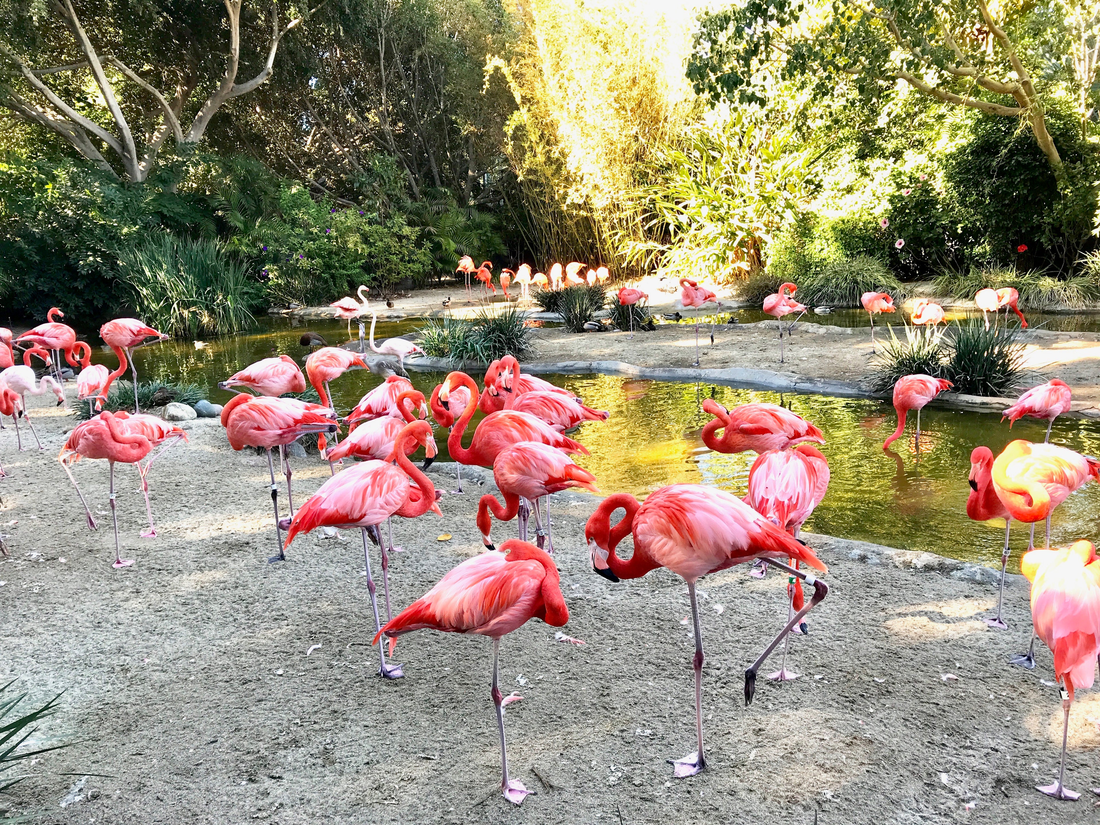pink flamingos San Diego Zoo