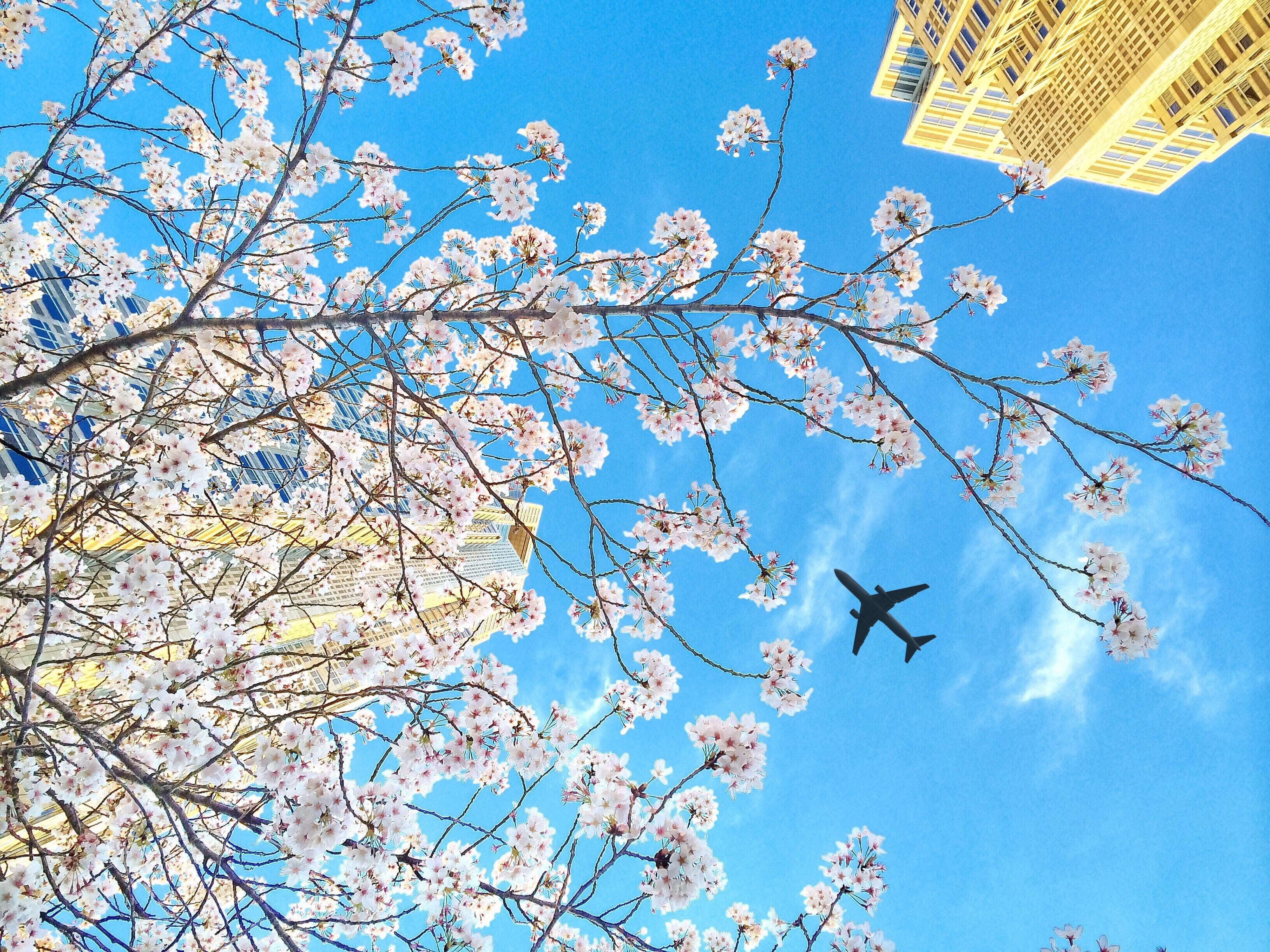 Low Angle View Of Cherry Blossoms Against Blue Sky
