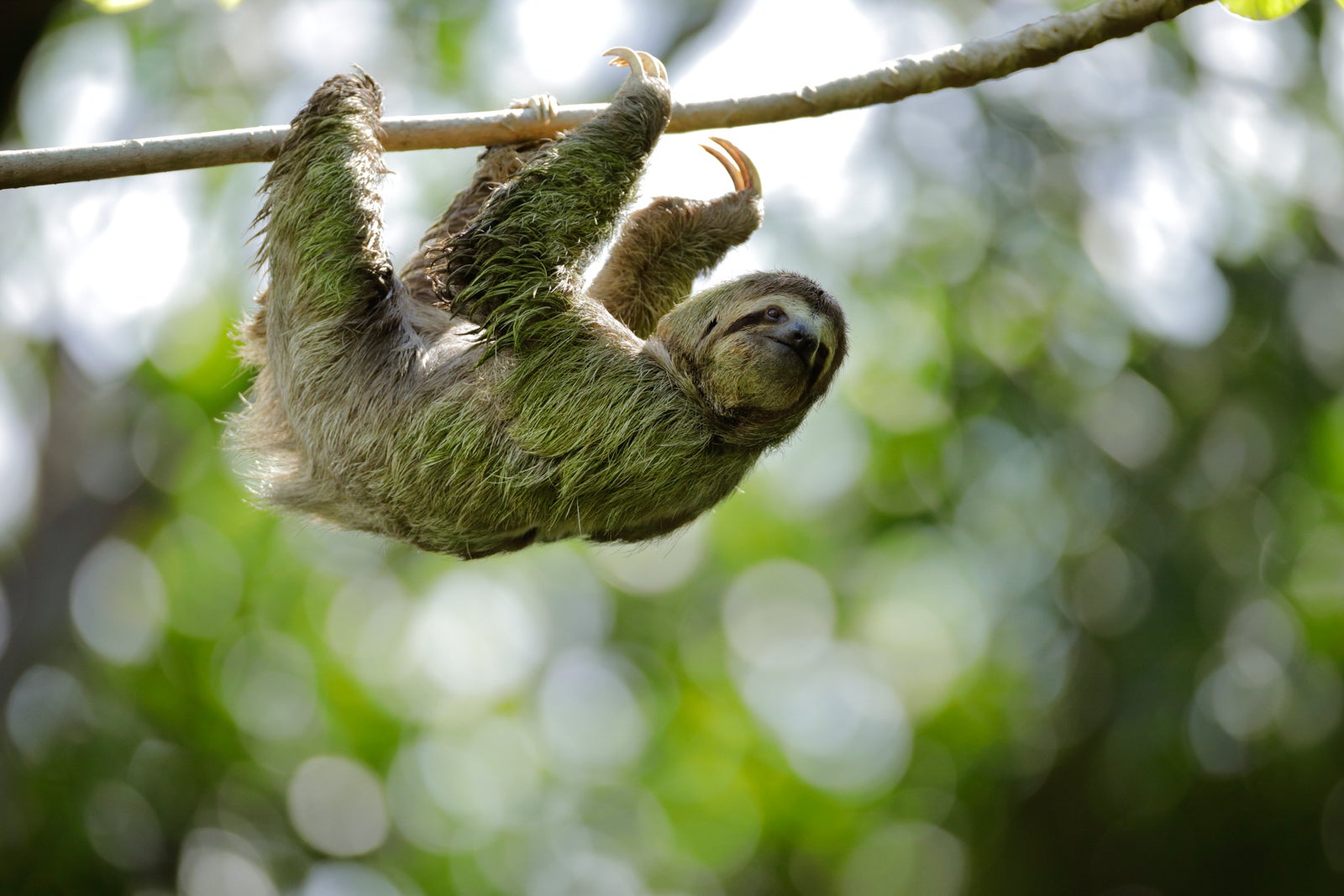 Three Toed Sloth in Costa Rica