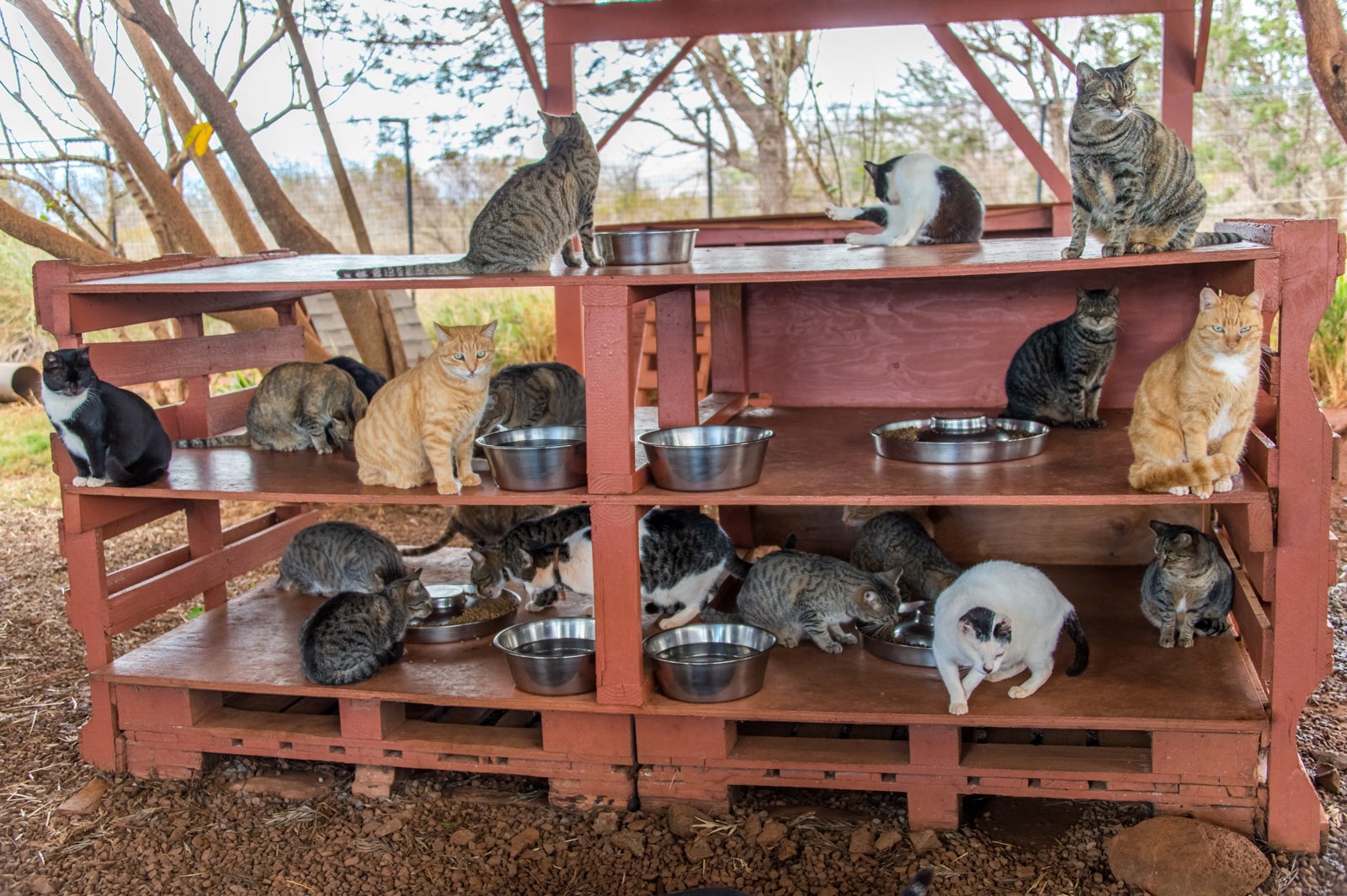 Why You Should Visit the Lanai Cat Sanctuary