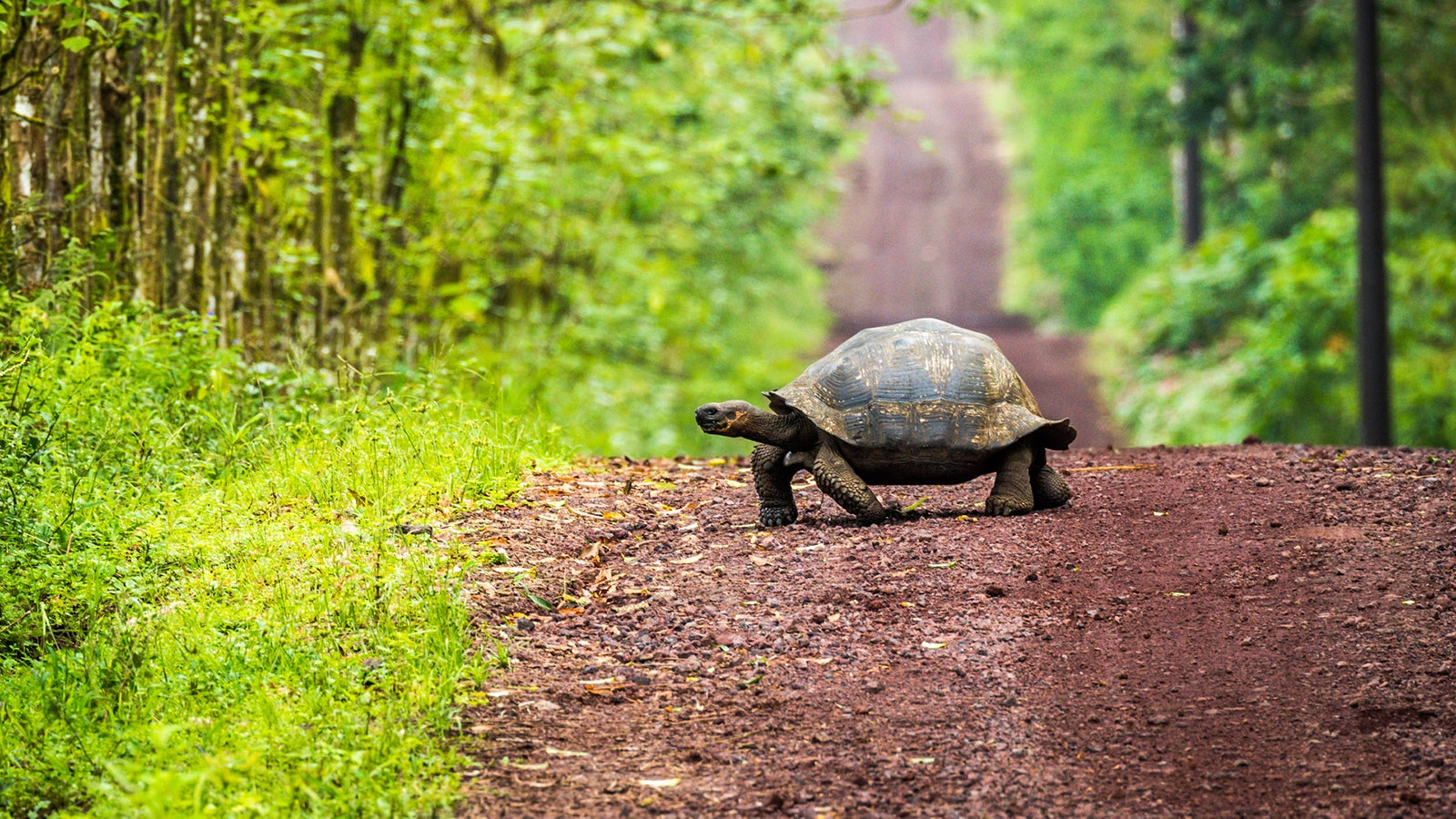 Galapagos Tortoise Crossing Road