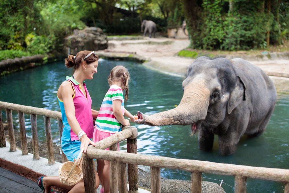 How to Tell If the Zoo You’re Looking to Visit Is Ethical The Points Guy