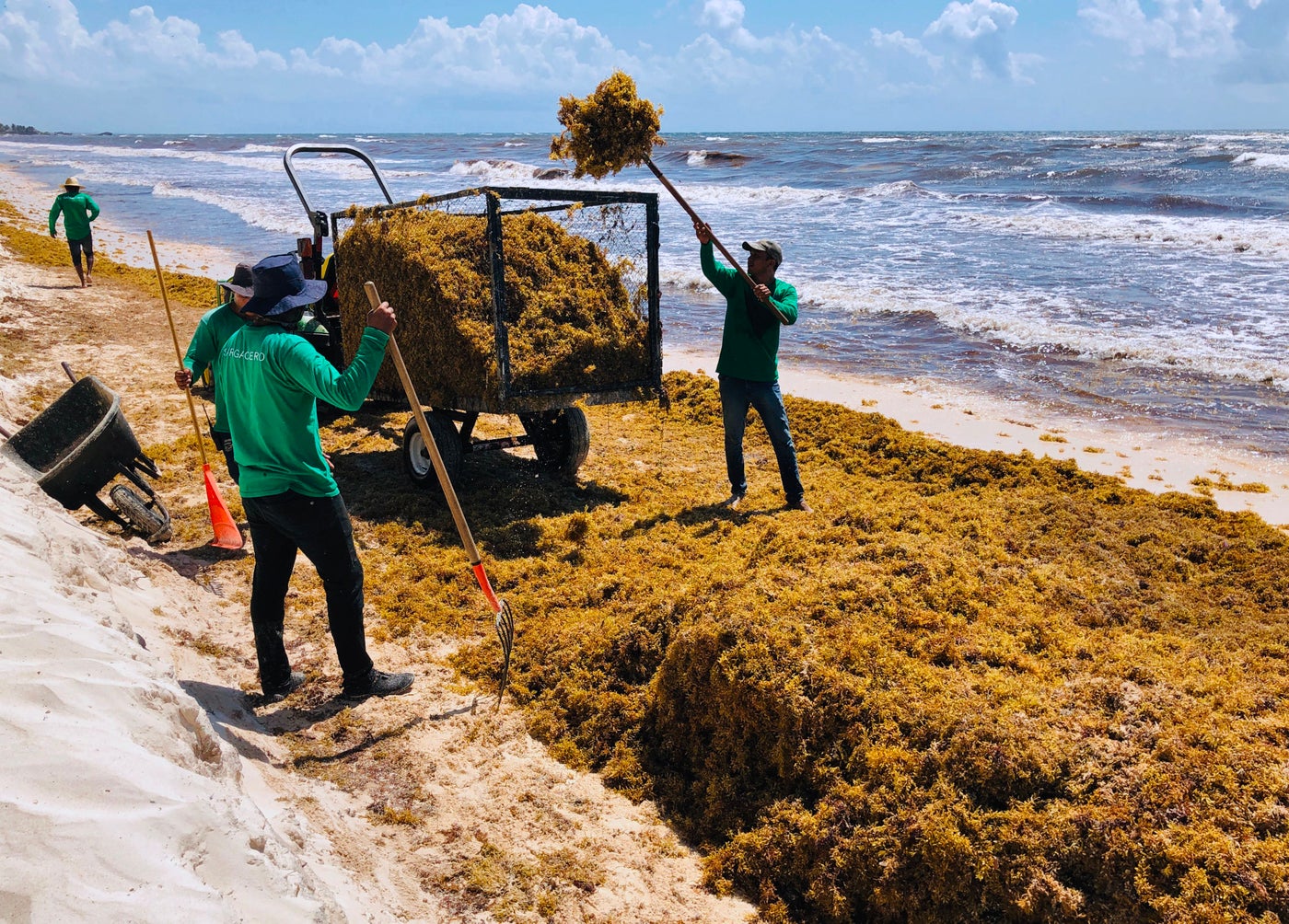 Massive Seaweed Bloom Impacting Some of the World's Most Popular Beaches
