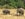 Wild elephants roam areas of Sri Lanka. Photo by Lori Zaino.