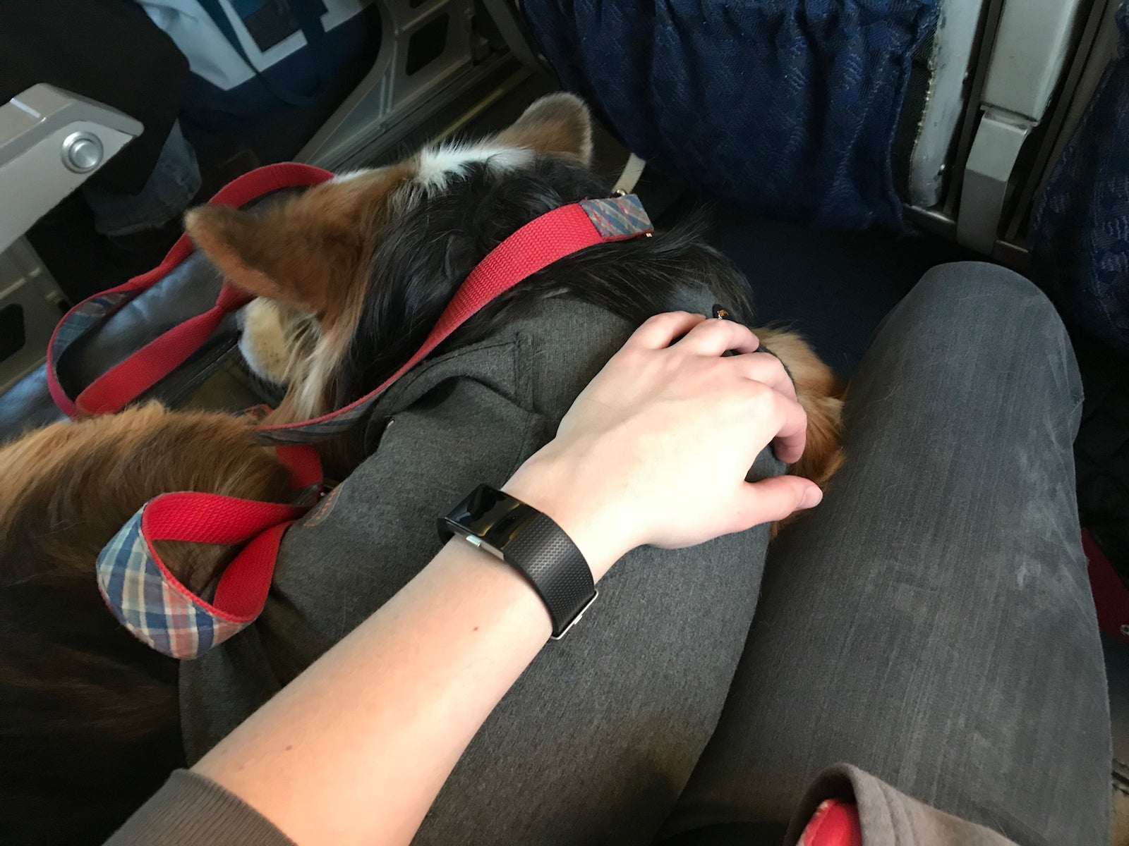 emotional support animal travel