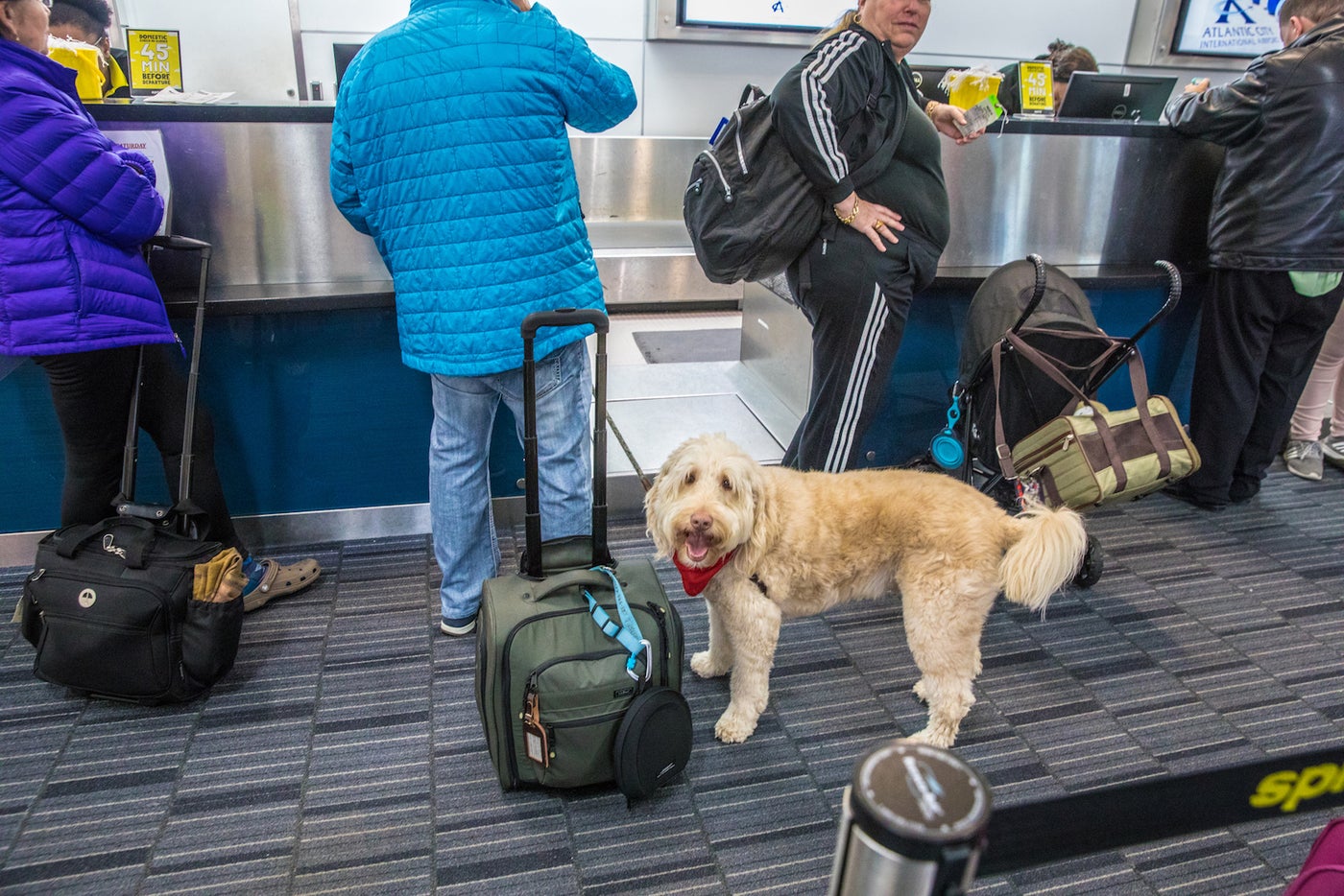 Flying With an Emotional Support Animal (ESA) What You