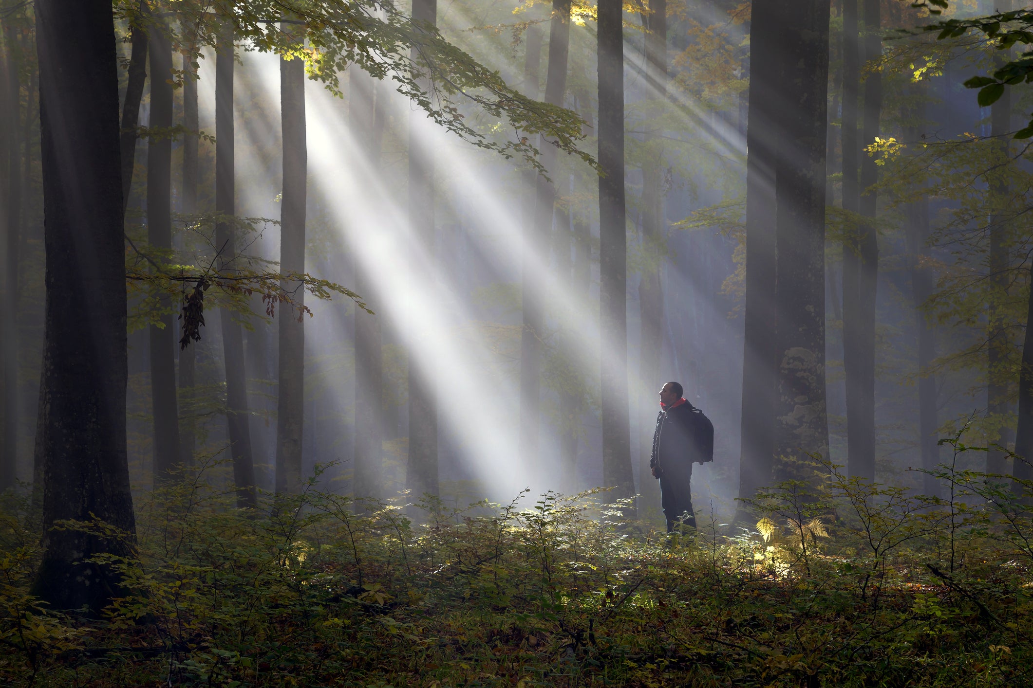 Man Standing Against Trees In Forest