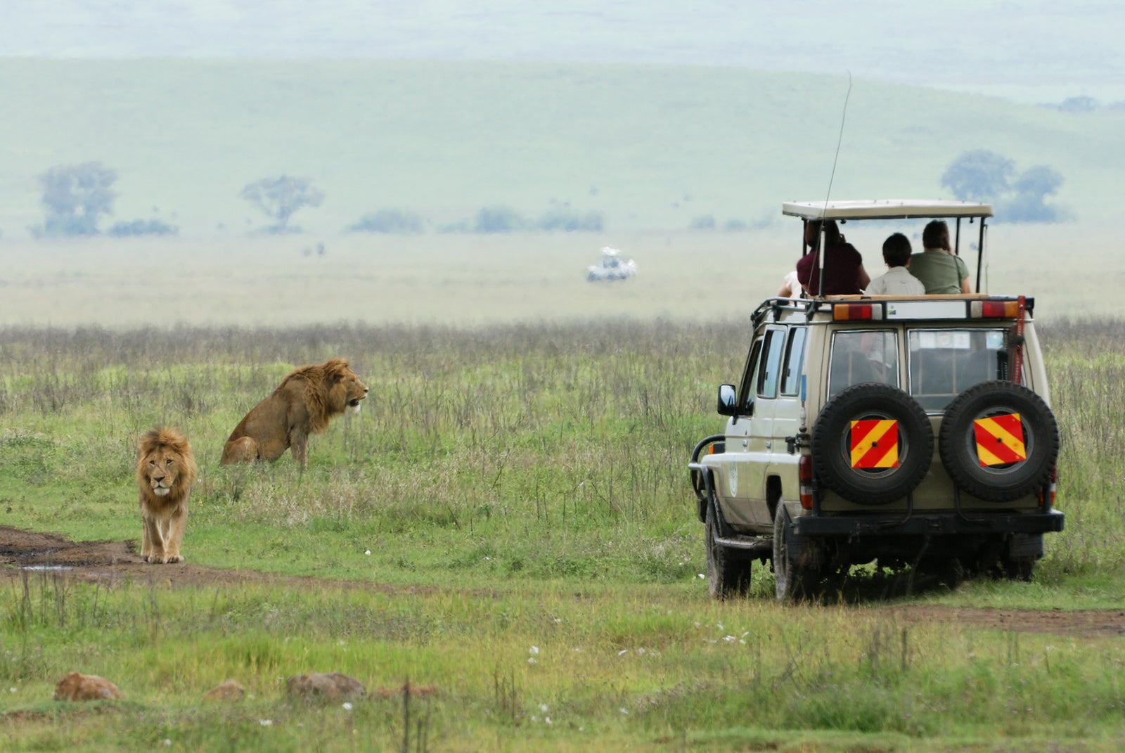 A safari jeep near a pride of lions in a field