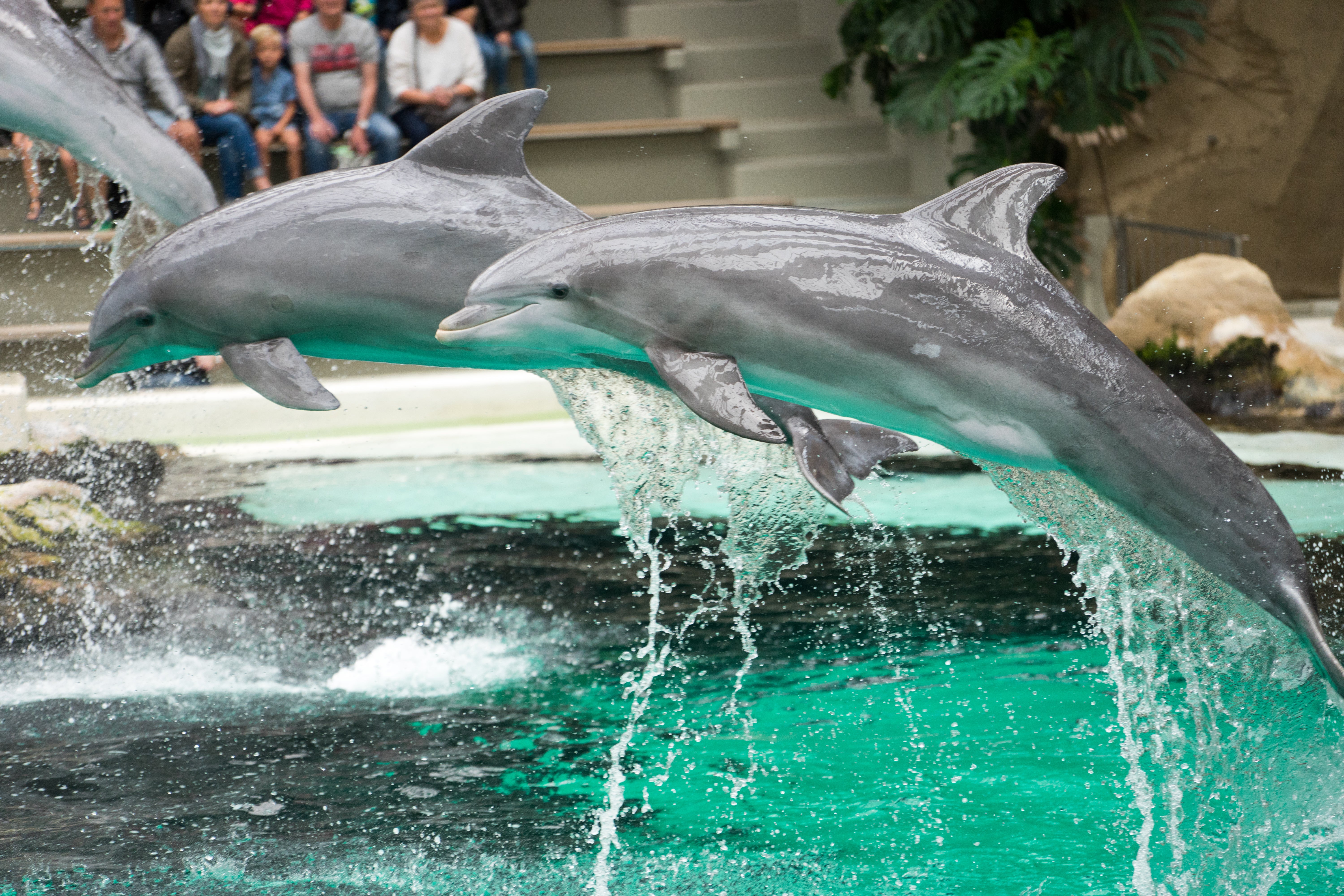 TripAdvisor ends sale and promotion of all captive dolphin and