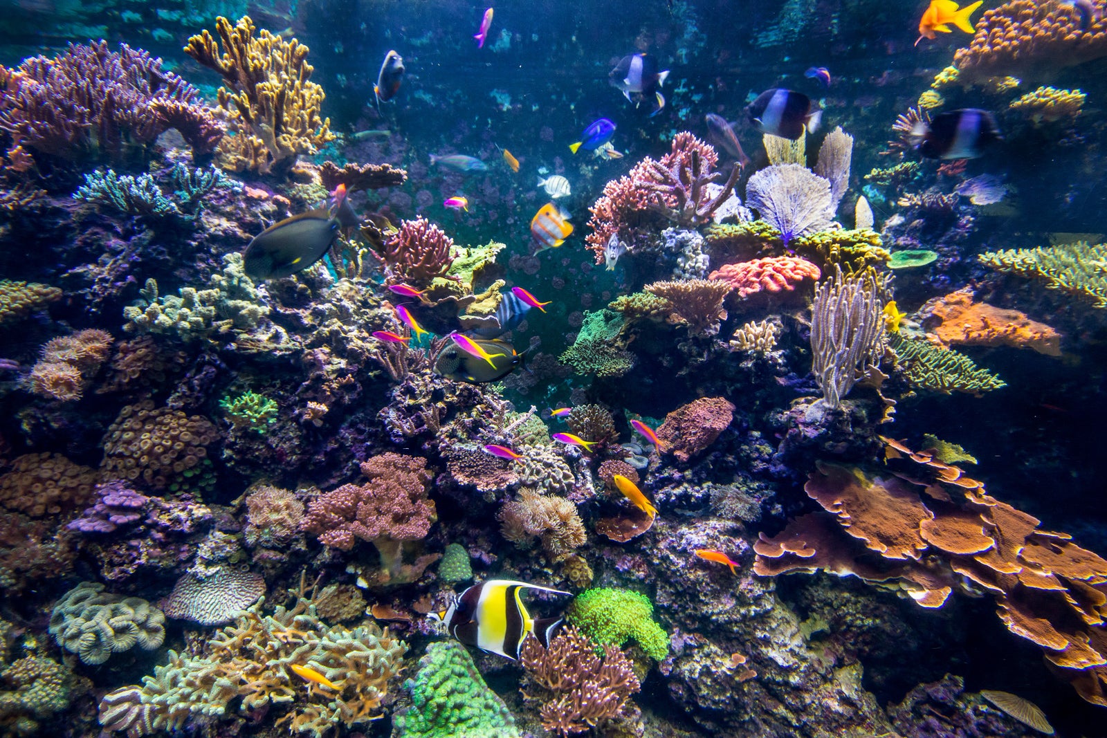 Top 10 Best time to visit the maldives 2 These are the best times to visit the Maldives