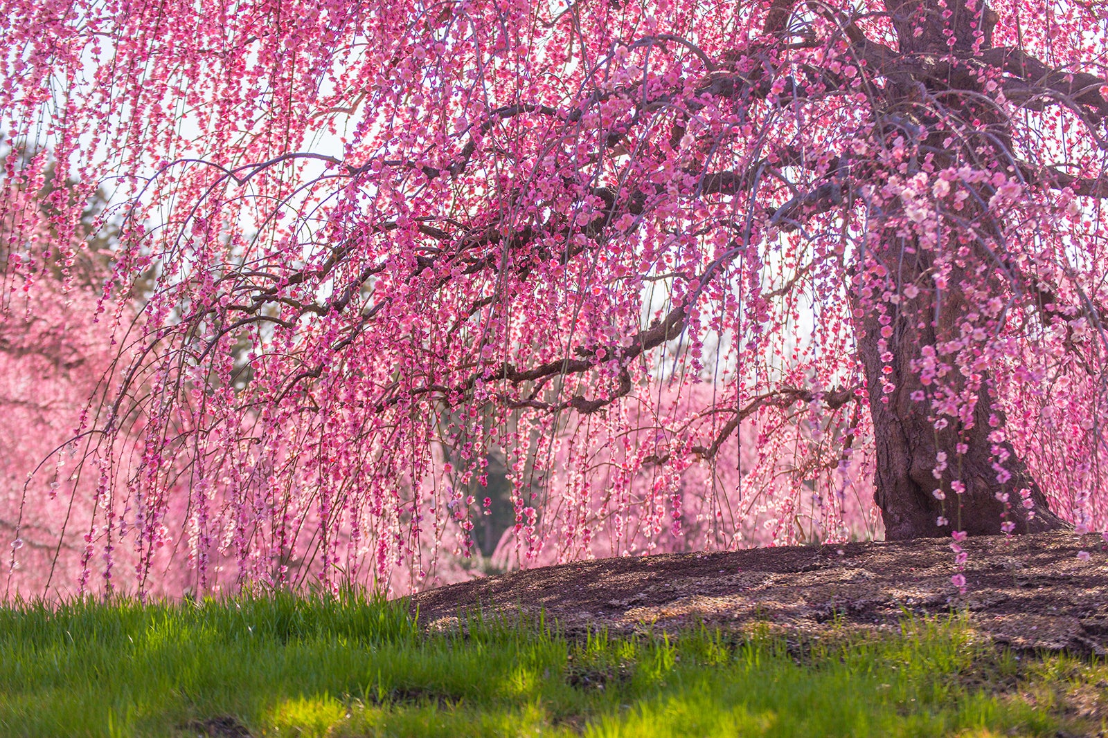 Pink Cherry Blossoms In Spring