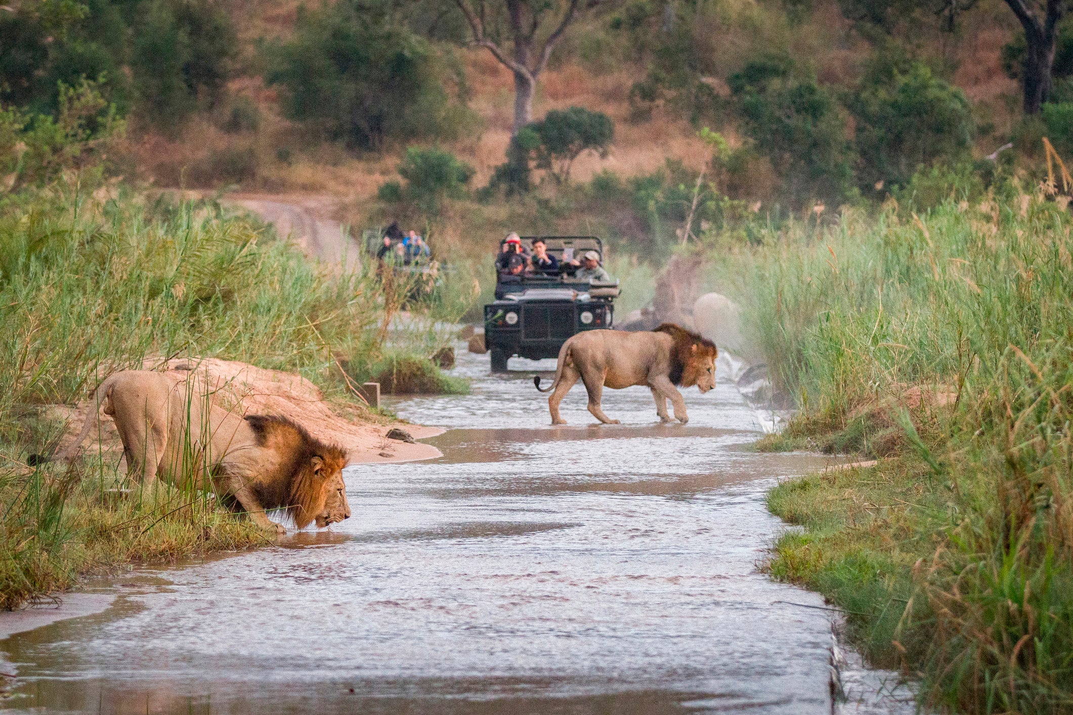 Safari africano