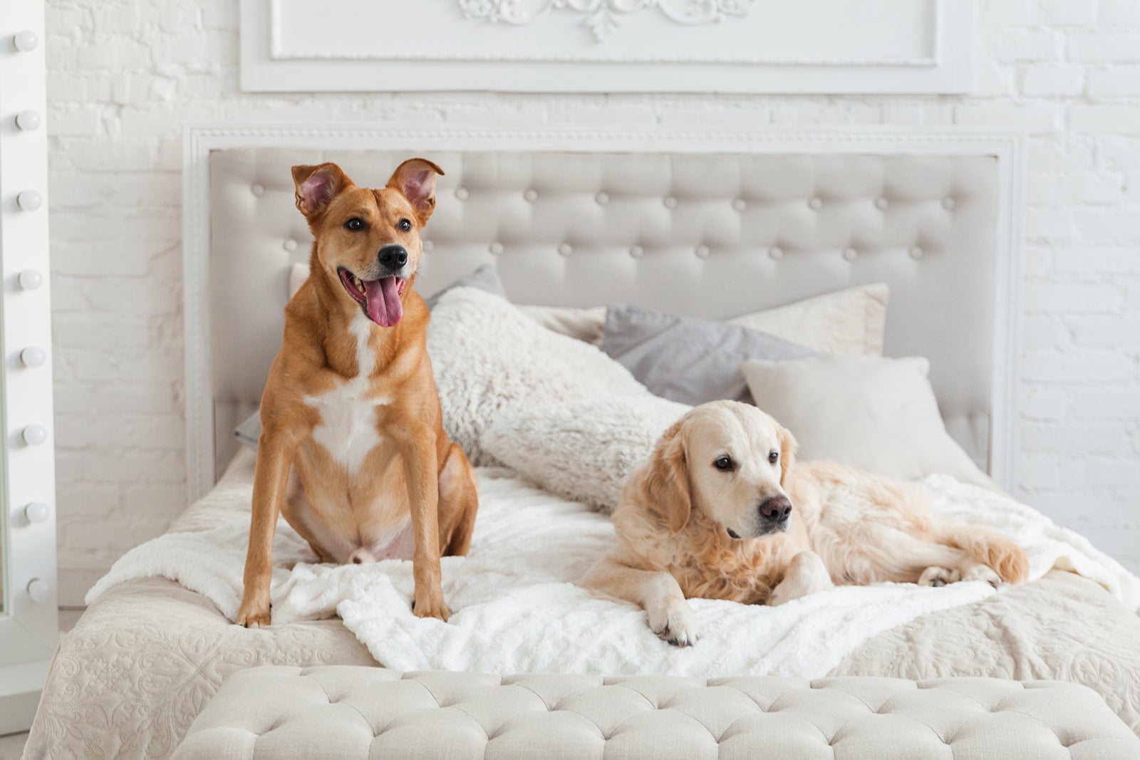 Golden retriever and mixed breed ginger dogs in luxurious bright colors classic eclectic style bedroom with king-size bed and bedside table. Pets friendly  hotel or home room.