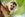 Costa Rica monkey