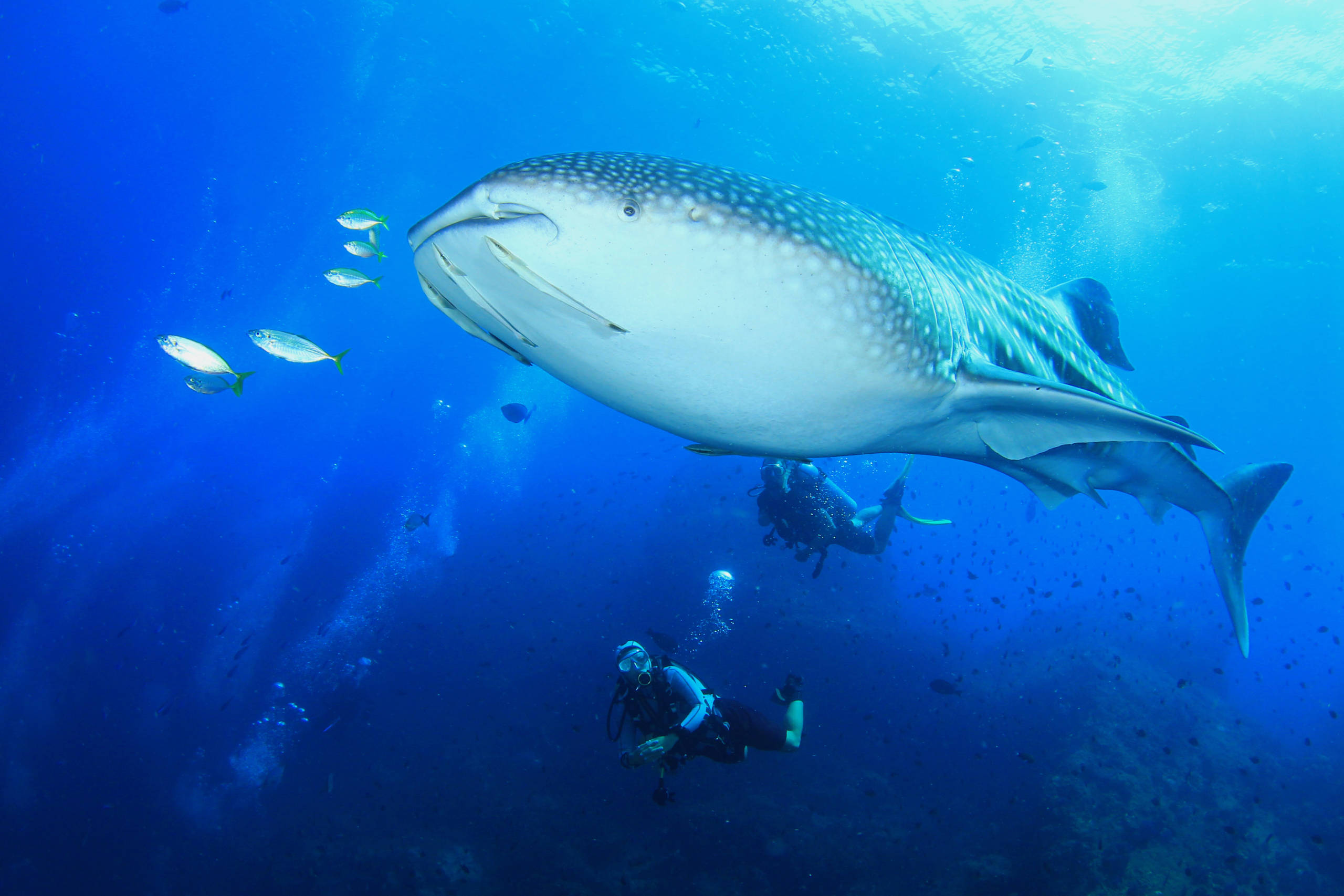 maldives diving tour