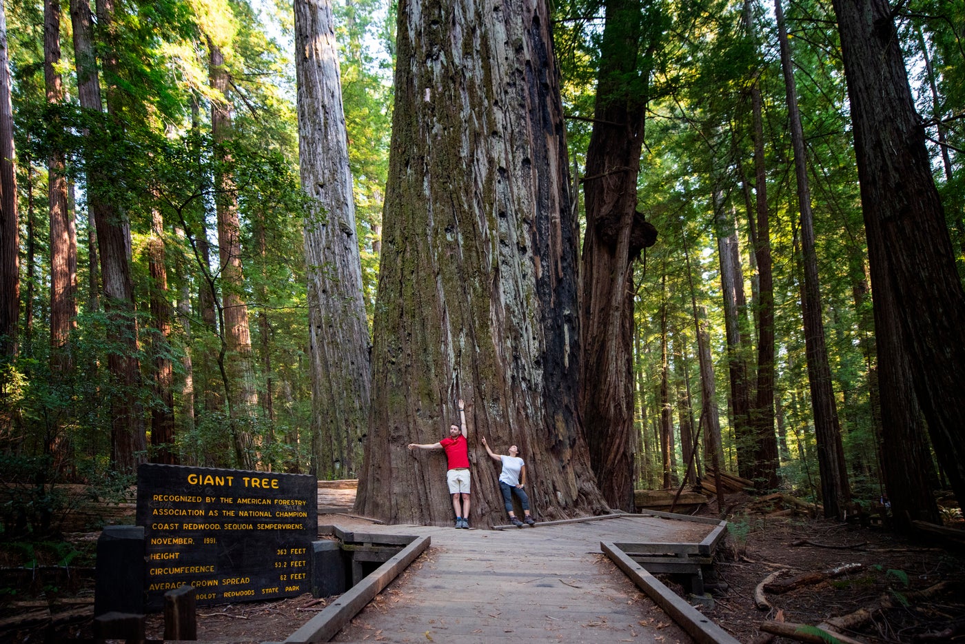 tpg-s-complete-guide-to-visiting-california-s-redwood-forests