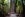 Tourists in front of "The Giant Tree" in the Redwood National Park, recognized by the American Forestry Association as the National Champion coast Redwood Sequoia Sempervirens. Height 363 Feet, Circumference 53.2 Feet, Average Crown Spread 62 Feet. Humboldt Redwoods State Park. California, USA.