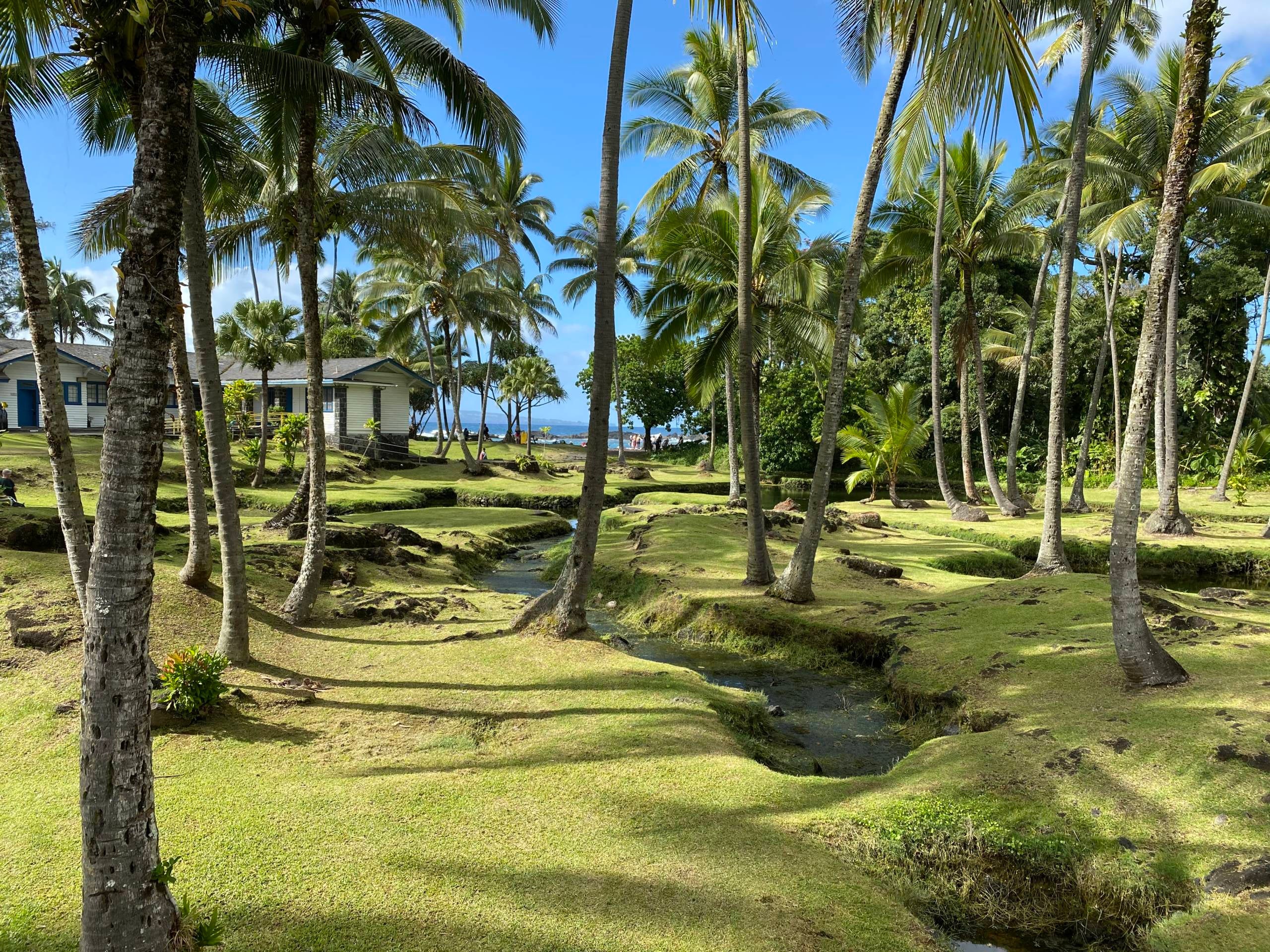 de palmbossen vormen een rustige toegang tot Richardson Beach Park in Hilo. (foto: 2DadsWithBaggage)