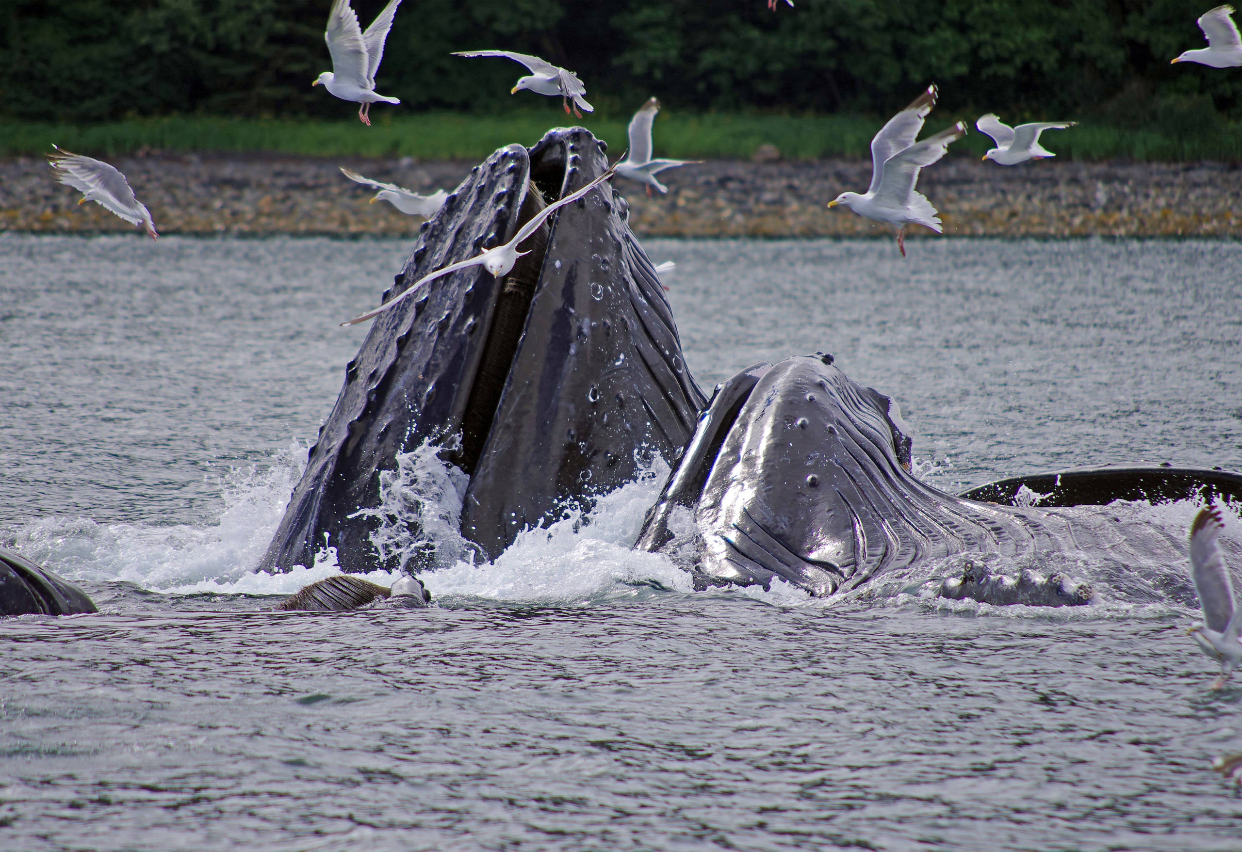 princess shore excursions ketchikan