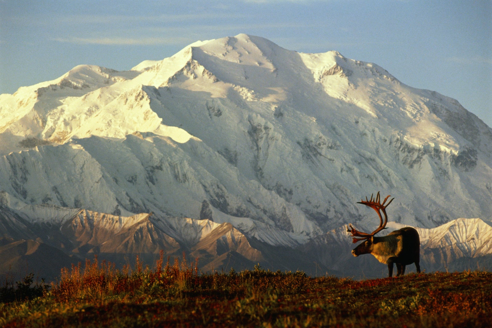 a moose with a snow-covered mountain in the background