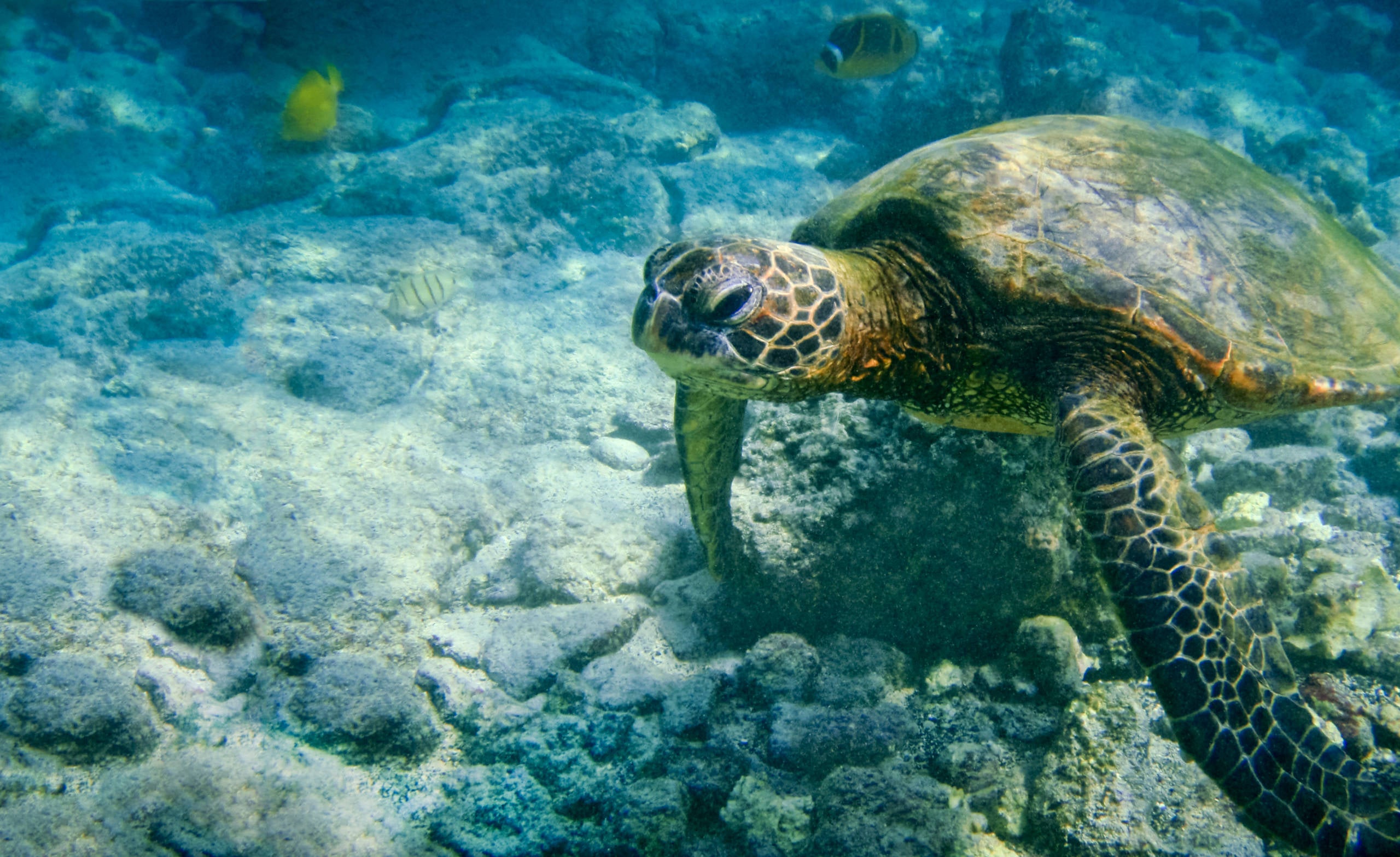 tartarugas marinhas verdes são uma visão comum no Richardson Beach Park. (crédito da foto: neicebird)